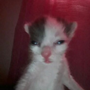 KITTLER
