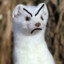 Angery Stoat