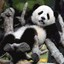 Ayahuasca Panda