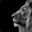 Lionzz