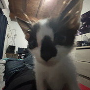 Mjota