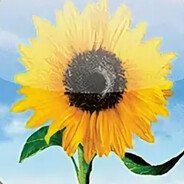 sunflower.jpg