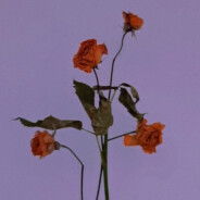 红玫瑰11号技师