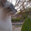 Pawcanela