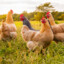 500 CHICKENS