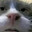 que miras gato