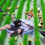 Rice Farmer