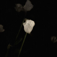 我看过流星坠落地面