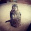 Cat.