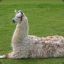 llamallamaman