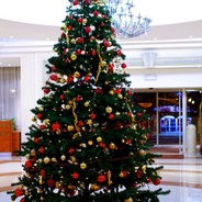 [Barrtraed]Stormensträd