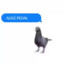 pigon