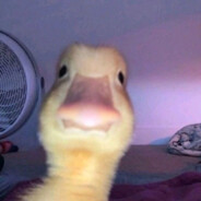 𝙁𝙤𝙢𝙖𝙡𝙞𝙩𝙤