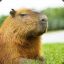 Capybara