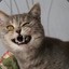 Der Kater
