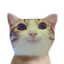 KITTTYYY!!!!