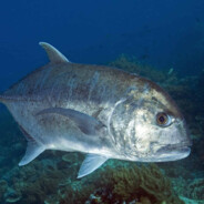 47kg Giant trevally