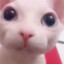 Toxybabu