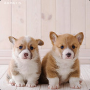 再来一个冰激凌