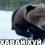 анус сибирский