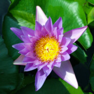 好好好，我不好