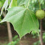 FemLeaf avatar