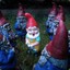 Gnome-sinus