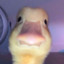 Duckey0nQuack