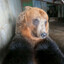 i'm just a bear
