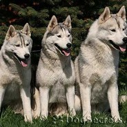 csgoboss.com csgobich.com