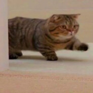 кот Johan - steam id 76561198445933341