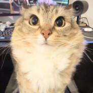 Luna不是只狸花猫