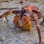 coconut crab