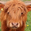 SmilingCow787