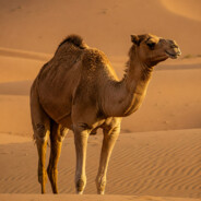 dykhlordyfeniltrykhlormetylmetan