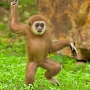 Maniac Monkey