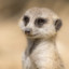 Meerkat_42