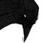 Raven