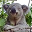 bluekoala