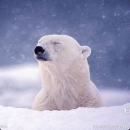 Ber.愤怒的小西瓜