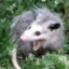 rosie opossum