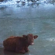 animalmother74