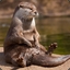 Hello_From_The_Otter_Side