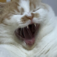 hqwyyds66
