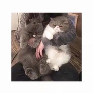 ボーカードSi · d · Ise