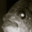 Guppy avatar