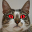 Gato grisaceo