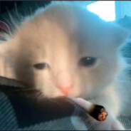 爱吃猫抓饼的鱼