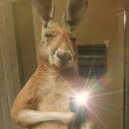 The Kangaroo