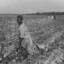 Cotton Picker